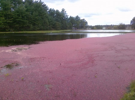 Cranberry bogs, near Woods Hole, Mass.