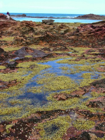 Tide pools, Victoria, Australia