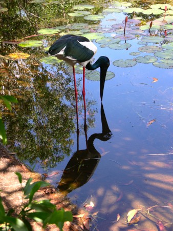 Jabiru, Northern Territory, Australia