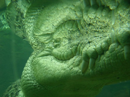 Salt water crocodile reflections